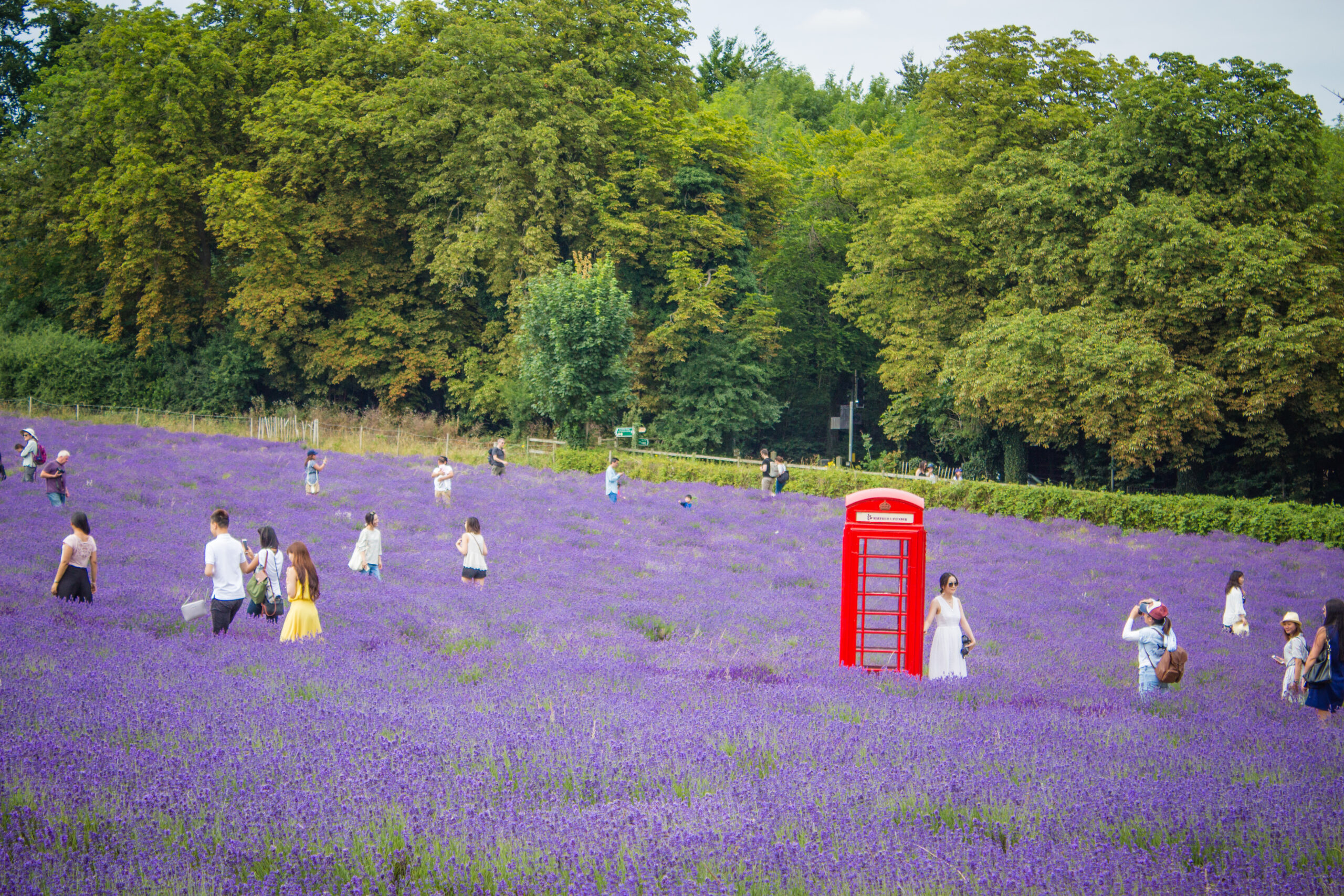 a read phone booth in mayfield lavender farm in banstead with purple lavender all over the picture
