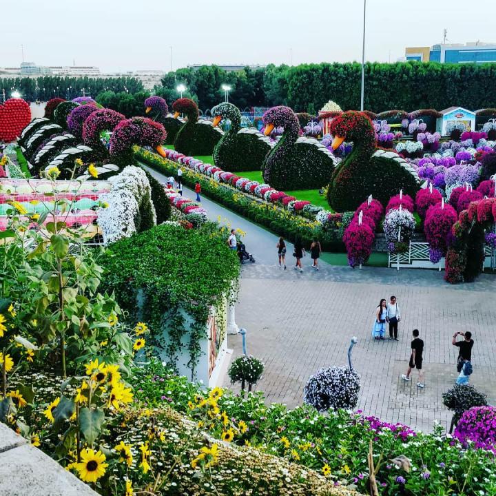a massive flower garden with flowers in the shape of ducks miracle garden in dubai
