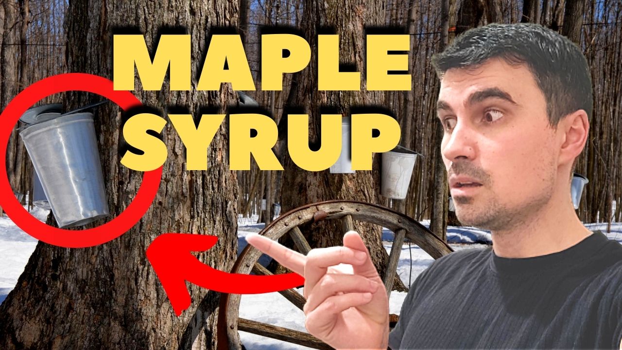 maple syrup thumbnail a guy with and trash cans on trees